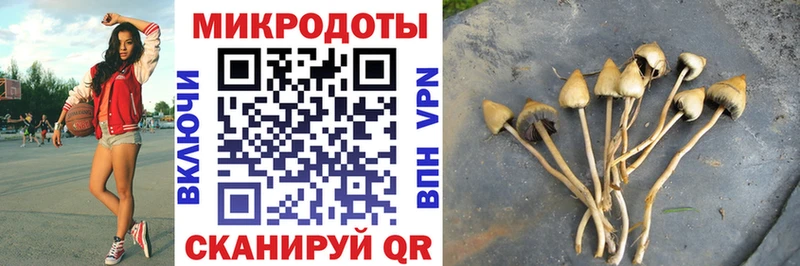 Купить  Сосновка  Галлюциногенные грибы Cubensis 